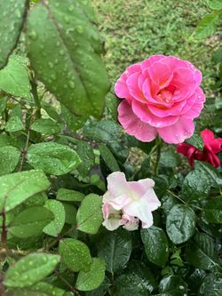 Rosas Hermosas 