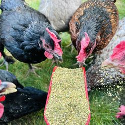  Chicken Feed (Soy, Corn, & GMO Free)