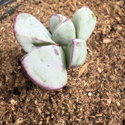 Succulents For Sale