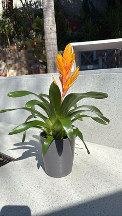 Flaming sword house plant (Vriesea Splendens)