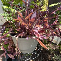 Plants