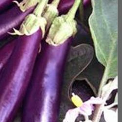 Ichiban Long Eggplant Starter Plant