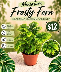 Miniature Frosty Fern Live Plant - $12
