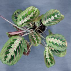 Prayer Plant