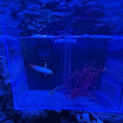 Fish Isolation Box