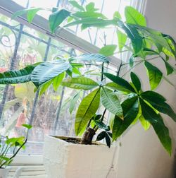 Money Tree Plant w/ Modern White Planter