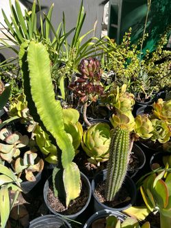 Cactus