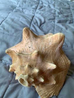 💰 BEST OFFER WILL BE ACCEPTED REAL HAWAIIAN BLOW CONCH SHELL 🐚