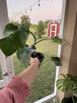 Monstera Albo