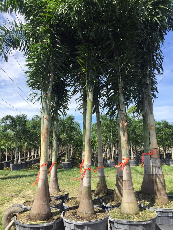 Foxtail palm trees (Foxtail Palms) for Sale in Pembroke Pines, FL OfferUp