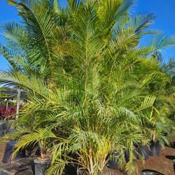  Best plant for fencing hedges and Arecas over 8 feet tall Instant Privacy Hedge For Fence Green Full. $75 privacy low maintenance fast growing plants