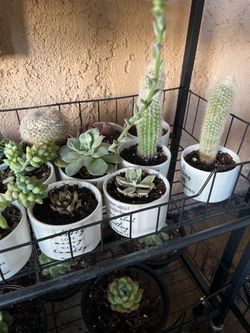 Cactus lots of different ones to choose from vibrant colors and healthy all cactus over three inches in a white ceramic pot with bible verses to choos