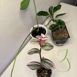 Bundle Of Indoor Plants 