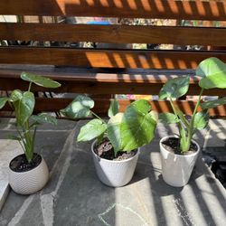 Thai Constellation Monstera Rooted And Potted