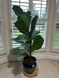 Fiddle Leaf Fig Tree