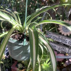 Spider Plant In Hanging Basket.