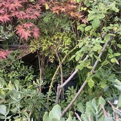 Plants Trees & Shrubs Many 5 Gallons Plants  Starting From $10 & Many  Other Variety Plants Available 