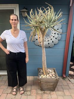 African Aloe Dichotoma