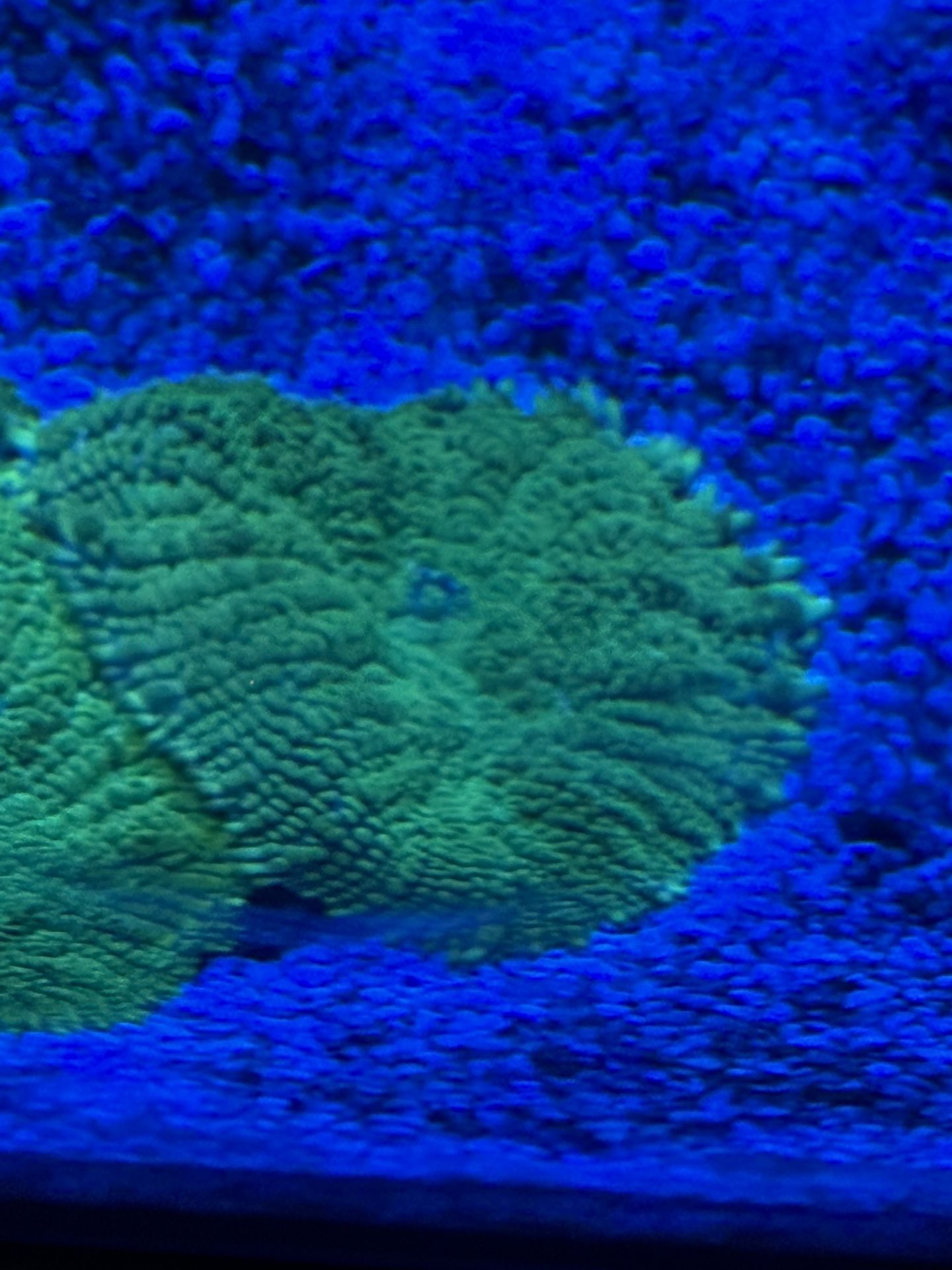 Fake Mushroom Coral