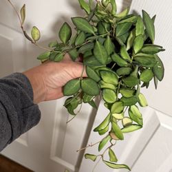 Hoya Variegated Burtoniae