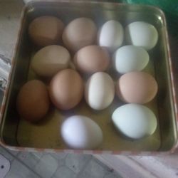 Fertile Chicken Eggs Barn Mix 