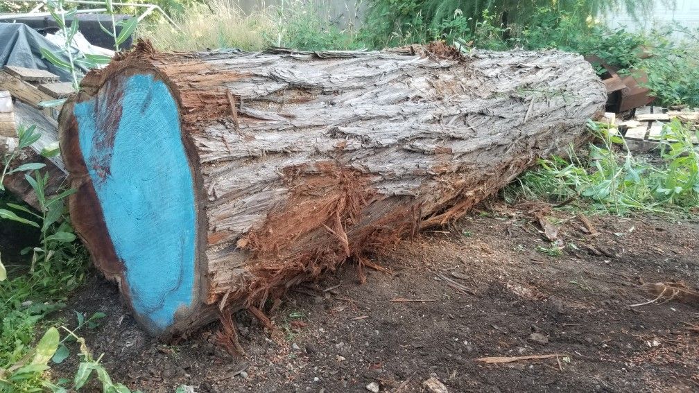 Redwood Log.