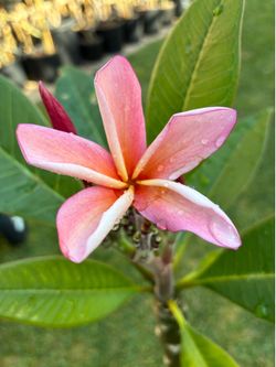 Blooming Plumeria