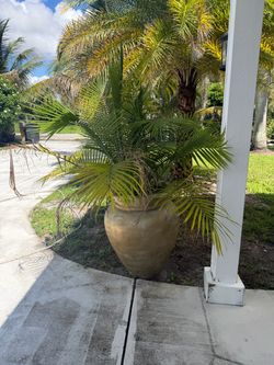 2 Large Potted Palm Trees with Decorative Planters