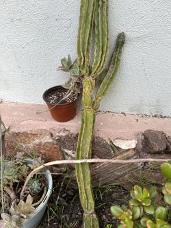 Some type of cactus about 3.5 Ft