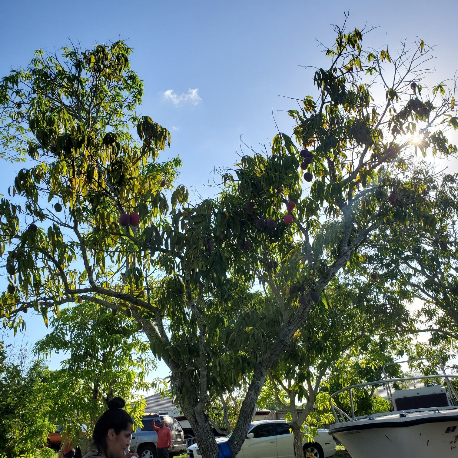 Mangos for sale