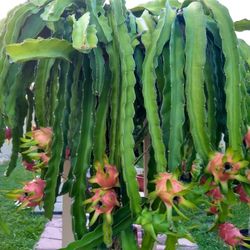 Dragon Fruit Plants And Cuttings 