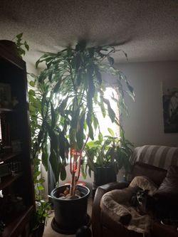 Large indoor plant