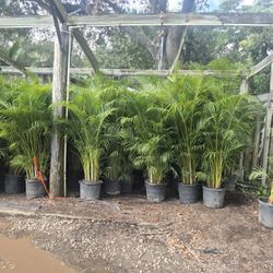 Areka, palms, eight foot tall, delivered and planted