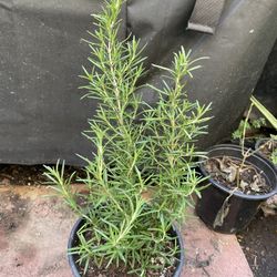 Romero ( Organic Rosmery) 