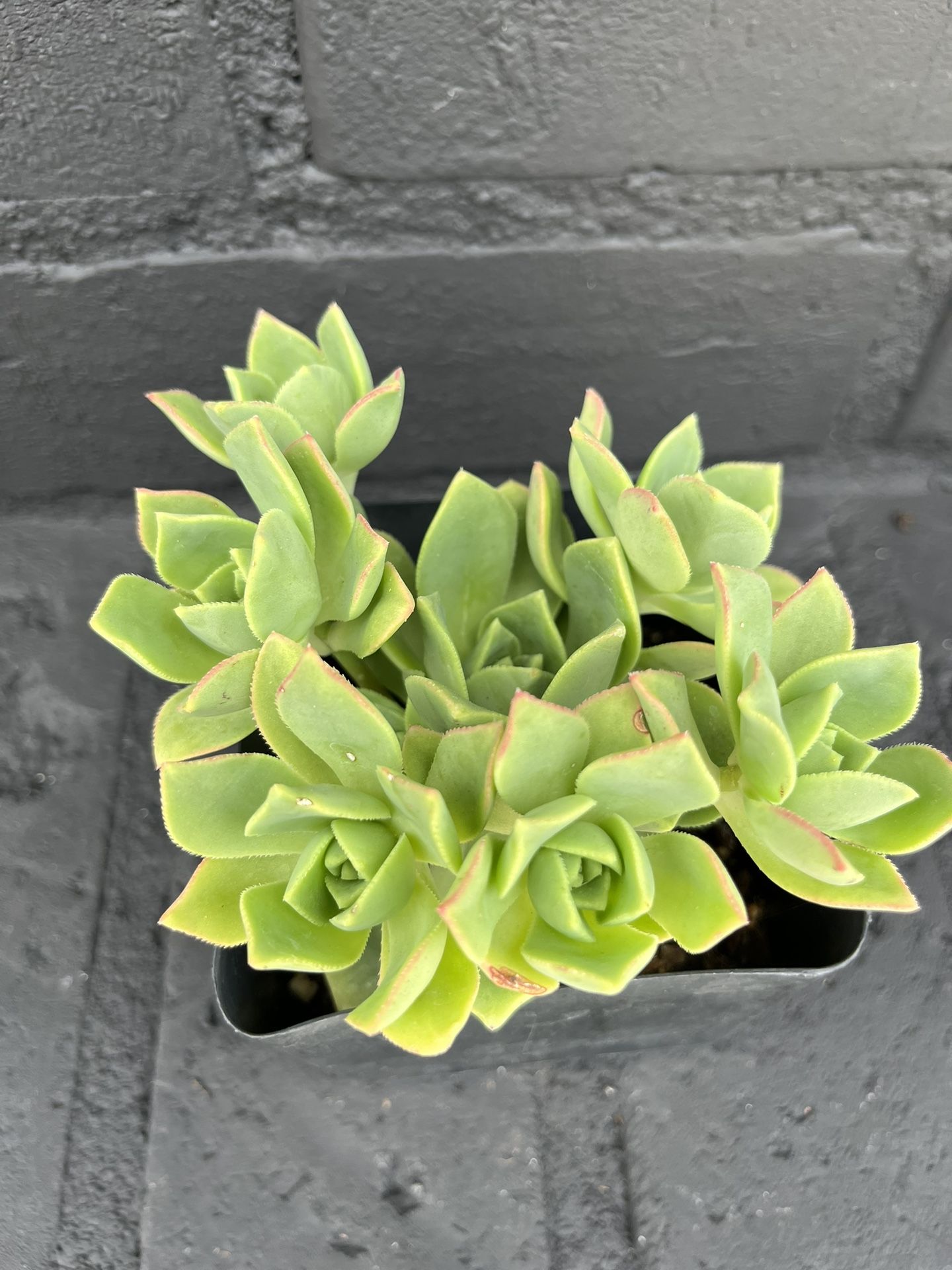 Succulents