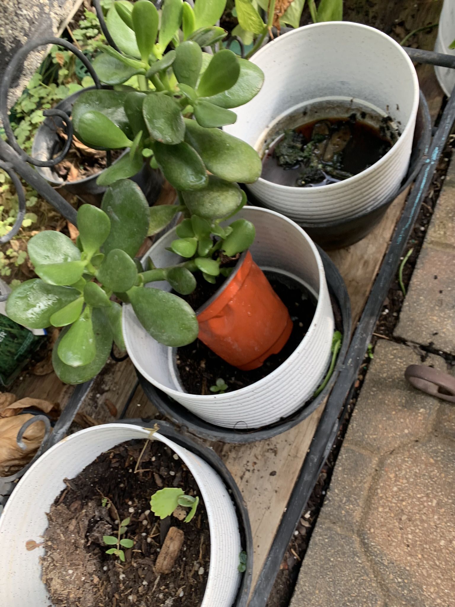 Jade Plant!! $4!!