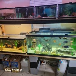 Fish Tanks For Sale 