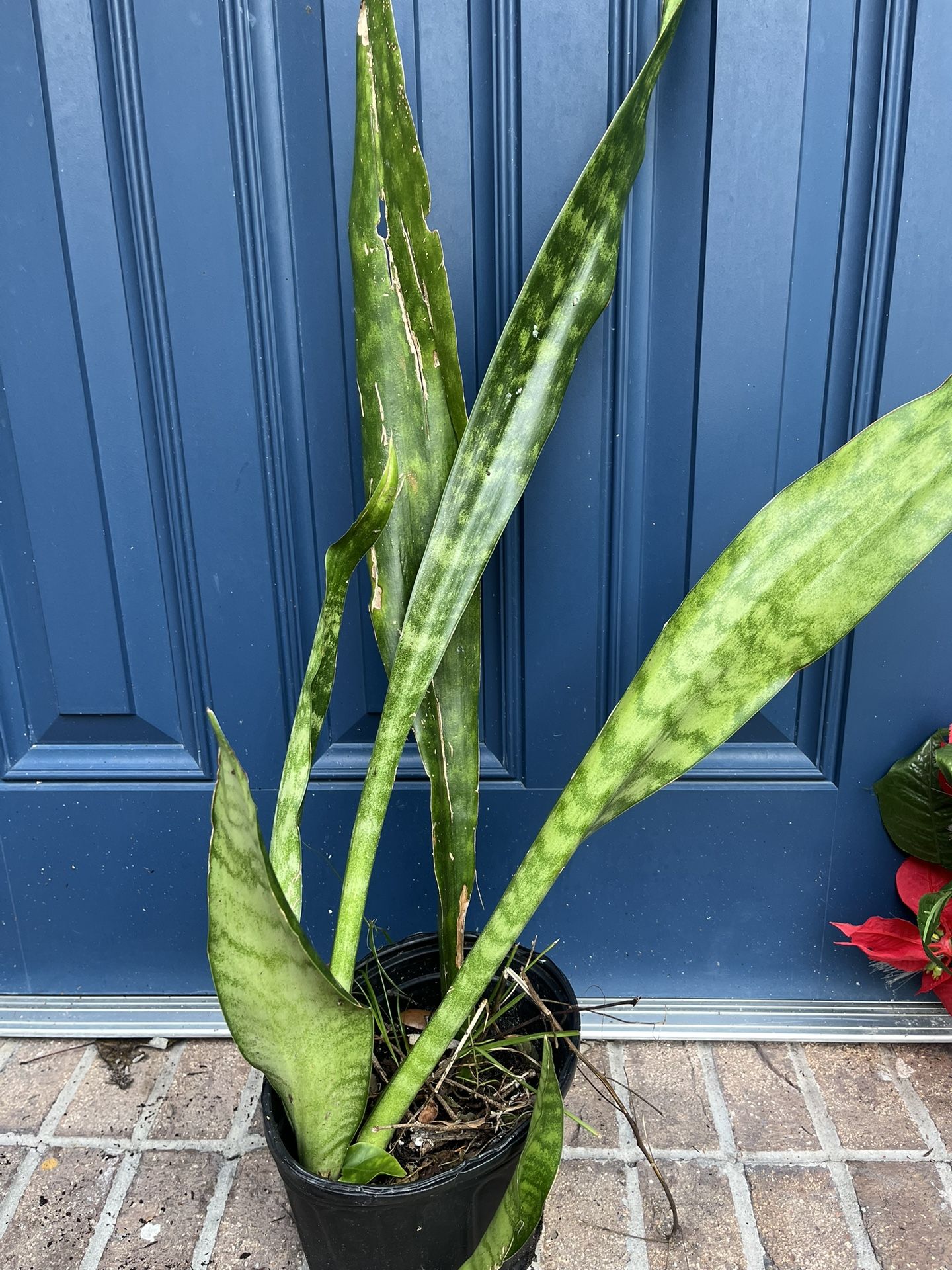 Snake Plant