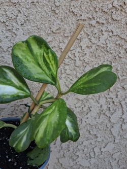 Hoya Kerri INNER Variegated Plant $28