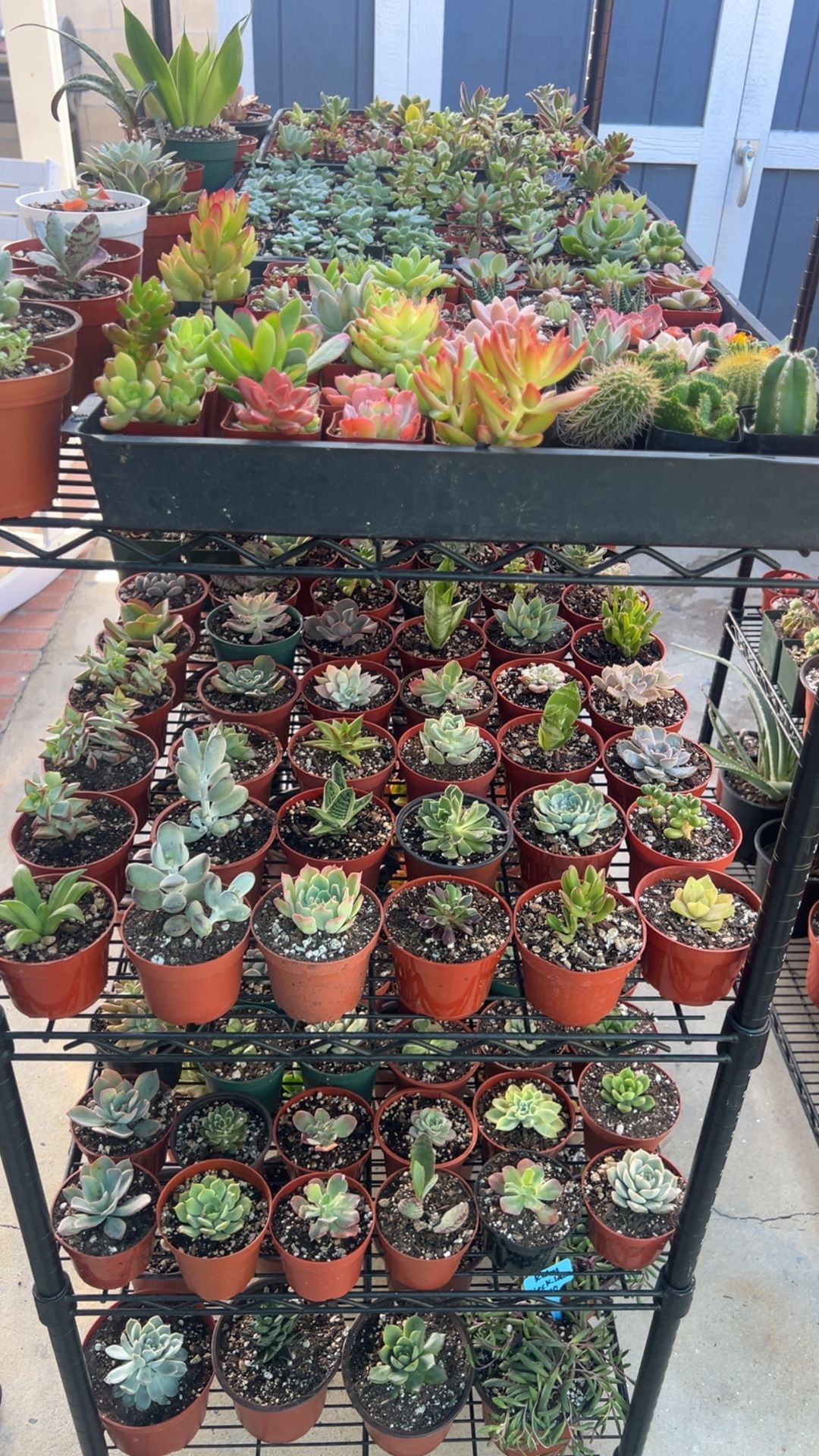 Succulent’s🌸 and Cactus 🌵