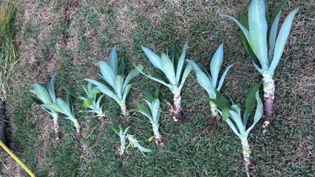 Fox Tail Agave (all for $10)