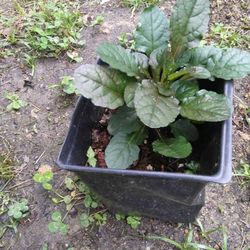 Chocolate Chip Ajuga Perennial Ground Cover Plant