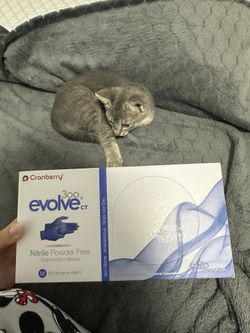 Evolve Gloves Cranberry