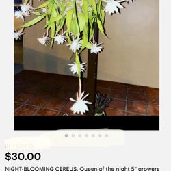 NIGHT-BLOOMING CEREUS, Queen of the night  White Blooms - Rooted Cuttings