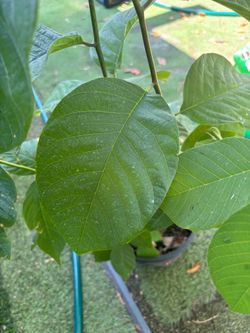 Chirimoya fruit plant