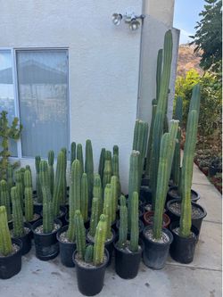 San Pedro cactus