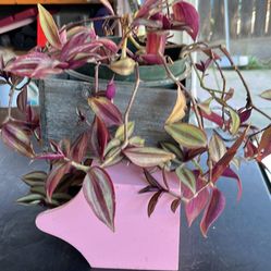 Love 💗 Plant Tradescantia, Purple Color And Delicate Flowers 