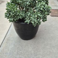 CRASSULA  ARBORESCENS  IN  A  BLACK  POT  ☆☆☆RIPPLE  JADE  PLANT☆☆☆
