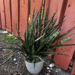 Snake Plant 