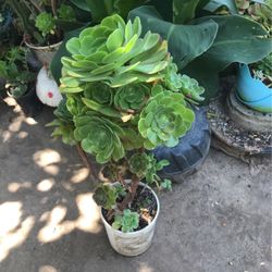 Aeuniums Plants